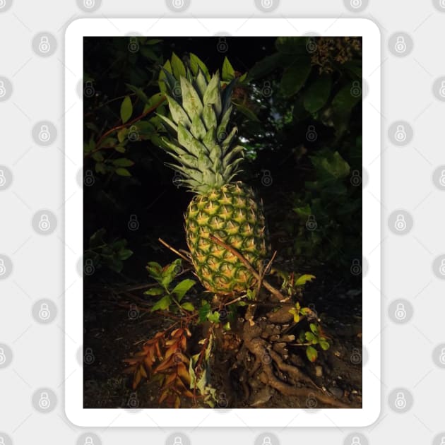 Pretty Plump Pineapple Pin, Mask, Tote Magnet by DeniseMorgan